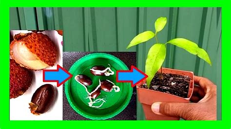 big root leech seed